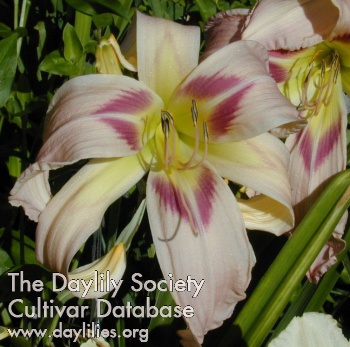 Daylily Jerry's Whirligig